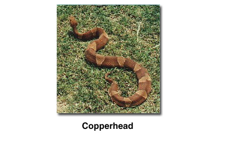 Photograph of a copperhead snake.