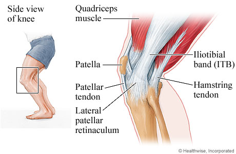 Side view of the structure of the knee