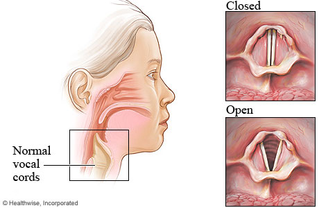 Normal vocal cords