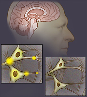 The brain and nerve cells