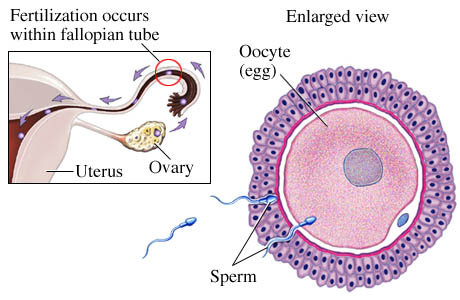 Fertilization